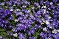 Anemone blanda, Balkan anemone, Grecian windflower or winter windflowers directly above Royalty Free Stock Photo
