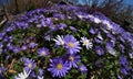 Anemone blanda, Balkan anemone, Grecian windflower or winter windflowers fisheye perspective Royalty Free Stock Photo