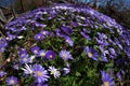 Anemone blanda, Balkan anemone, Grecian windflower or winter windflowers fisheye perspective Royalty Free Stock Photo