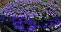 Anemone blanda, Balkan anemone, Grecian windflower or winter windflowers fisheye perspective Royalty Free Stock Photo