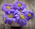 Anemone Blanda Blue Royalty Free Stock Photo