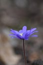 Anemone blanda Blue Shades