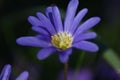 Anemone blanda Blue Shades Royalty Free Stock Photo