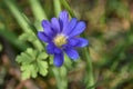 Anemone blanda Blue Shades Royalty Free Stock Photo