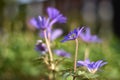 Anemone blanda Blue Shades Royalty Free Stock Photo