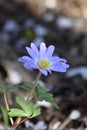 Anemone blanda Blue Shades Royalty Free Stock Photo