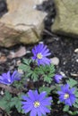 Anemone blanda Blue Shades Royalty Free Stock Photo