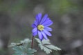 Anemone blanda Blue Shades