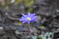 Anemone blanda Blue Shades