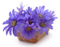 Anemone Blanda Blue Shades Royalty Free Stock Photo