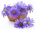 Anemone Blanda Blue Shades Royalty Free Stock Photo