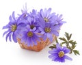 Anemone Blanda Blue Shades Royalty Free Stock Photo