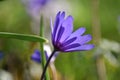 Anemone blanda Blue Shades Royalty Free Stock Photo