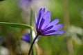 Anemone blanda Blue Shades Royalty Free Stock Photo