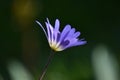 Anemone blanda Blue Shades Royalty Free Stock Photo