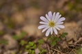 A close up of a white anemone blanda Royalty Free Stock Photo