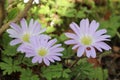 Anemone blanda flowers Royalty Free Stock Photo