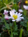 Anemone blanda (grecian windflower)