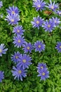 Anemone blanda, Grecian windflower