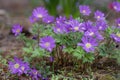 Anemone blanda Grecian winter windflower flowers in bloom, beautiful ornamental blue purple violet plant in bloom in springtime Royalty Free Stock Photo