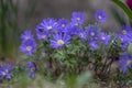 Anemone blanda Grecian winter windflower flowers in bloom, beautiful ornamental blue purple violet plant in bloom in springtime Royalty Free Stock Photo