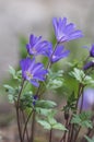 Anemone blanda Grecian winter windflower flowers in bloom, beautiful ornamental blue purple violet plant in bloom in springtime Royalty Free Stock Photo