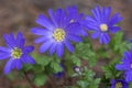 Anemone blanda Grecian winter windflower flowers in bloom, beautiful ornamental blue purple violet plant in bloom in springtime Royalty Free Stock Photo
