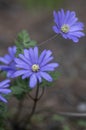 Anemone blanda Grecian winter windflower flowers in bloom, beautiful ornamental blue purple violet plant in bloom in springtime Royalty Free Stock Photo