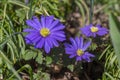 Anemone blanda Grecian winter windflower flowers in bloom, beautiful ornamental blue purple violet plant in bloom in springtime Royalty Free Stock Photo