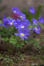 Anemone blanda Grecian winter windflower flowers in bloom, beautiful ornamental blue purple violet plant in bloom in springtime Royalty Free Stock Photo