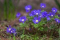 Anemone blanda Grecian winter windflower flowers in bloom, beautiful ornamental blue purple violet plant in bloom in springtime Royalty Free Stock Photo