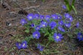 Anemone blanda Grecian winter windflower flowers in bloom, beautiful ornamental blue purple violet plant in bloom in springtime Royalty Free Stock Photo