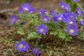 Anemone blanda Grecian winter windflower flowers in bloom, beautiful ornamental blue purple violet plant in bloom in springtime Royalty Free Stock Photo