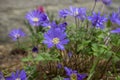 Anemone blanda Grecian winter windflower flowers in bloom, beautiful ornamental blue purple violet plant in bloom in springtime Royalty Free Stock Photo