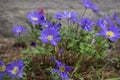 Anemone blanda Grecian winter windflower flowers in bloom, beautiful ornamental blue purple violet plant in bloom in springtime Royalty Free Stock Photo