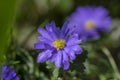 Anemone blanda Grecian winter windflower flowers in bloom, beautiful ornamental blue purple violet plant in bloom in springtime Royalty Free Stock Photo