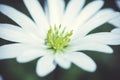 Anemone Blanda (Greek Windflower) in the garden Royalty Free Stock Photo