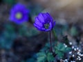 Anemone blanda. Royalty Free Stock Photo