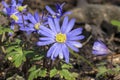 Anemone blanda