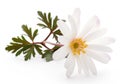 Anemone Blanda white shade or Grecian Windflowers