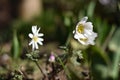 Anemone blanda White Splendour Royalty Free Stock Photo