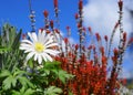 Anemone blanda White Splendour flower on colorful plants and blue sky background close up. Royalty Free Stock Photo