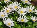 Anemone blanda white splendour, a group of white flowers Royalty Free Stock Photo