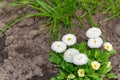 anemone blanda white splendour, white flowers, three pieces grow in the garden Royalty Free Stock Photo