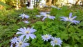 Anemone Blanda