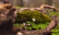 Anemone blooms in the forest