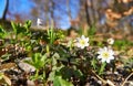 Anemone with blurred forest in the background. (Anemone nemorosa Royalty Free Stock Photo