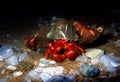 Red hermit crab with anemone -  dardanus arrosor Royalty Free Stock Photo