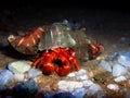 Red hermit crab with anemone - dardanus arrosor