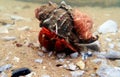 Red hermit crab with anemone - dardanus arrosor